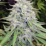 Cannapedia.cz: Bangi Haze by ACE Seeds