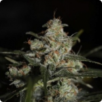 Auto Whiteberry - Tasty marijuana strain by Dutch seedbank Paradise Seeds on Cannapedia.cz marijuana strain encyklopedia