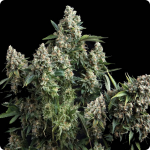 Cannapedia.cz: Tutankhamon Auto od Pyramid Seeds vás potěší