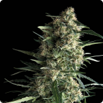 Marijuana strain database Cannapedia.cz: Auto Galaxy by Pyramid Seeds