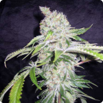 Auto Northern Lights by Pyramid Seeds on Cannapedia and more than 900 other marijuana strains