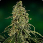 American Dream by Sensi Seeds seedbank on Cannapedia cannabis strain database