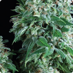 Marijuana strain Anubis by Pyramid Seeds on Cannapedia.cz