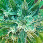 Cannapedia: Weed strain Afrodite Max Auto