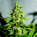 Cannapedia: Acapulco Gold by Barney&#039;s Farm great tasty strain of weed