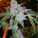 818 Headband aka Sour OG by The Cali Connection and many more on Cannapedia strain encyklopedia