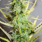 Afghan Kush Ryder od World of Seeds a další odrůdy na Cannapedia.cz