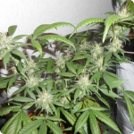Afghani Kush Special by World of Seeds on Cannapedia.cz