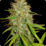 Afghan Kush od World of Seeds na Cannapedia.cz