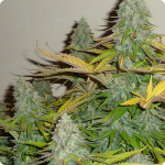 Afghan Kush x White Widow cannabis strain by World of Seeds and much more on Cannapedia.cz