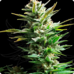 Cannapedia: cannabis strain Caramel Ice by Positronic Seeds