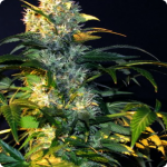 White Label marijuana strain by Double Gum on Cannapedia.cz