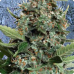 Auto Blue Amnesia marijuana strain by Ministry of Cannabis