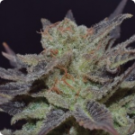 CBD Seeds - Auto Lavender na Cannapedia.cz