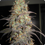 Weed strain Caramella by seedbank Homegrown Fantaseeds on Cannapedia.cz strain encyklopedia