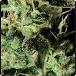 Cannapedia: semena marihuany Alaskan Ice od Green House Seeds
