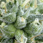 Arjan’s Strawberry Haze od Green House Seeds na Cannapedia.cz a mnoho dalších odrůd konopí