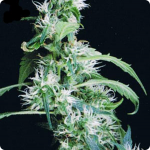 Arjan’s Ultra Haze by Green House Seeds on Cannapedia.cz