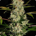 Cannapedia.cz: Jack Herer od Green House Seeds