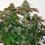 Great strain by Paradise Seeds Automaria II on Cannapedia strain encyklopedia