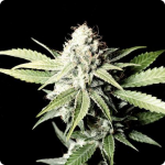 Jack Diesel od Positronic Seeds na Cannapedia.cz