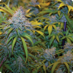 Big Buds of Nebula by Paradise Seeds marihuana encyklopedia Cannapedia