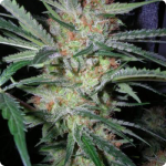 Cream Caramel marijuana strain by Sweet Seeds on Cannapedia.cz