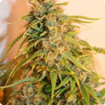 Strong marihuana strain African Free by Eva Seeds on strain encyklopedia Cannapedia