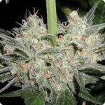 Cannapedia: palice Black Widow od seedbanky Positronic Seeds