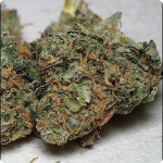 Blue Rhino by Positronic Seeds great marijuana strain and much more on Cannapedia.cz