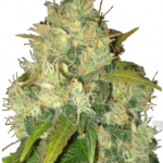 Black Russian by Delicious Seeds on Cannapedia.cz