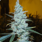 Cannapedia: Critical Jack Herer by Delicious Seeds