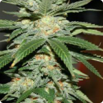 Weed strain Critical Jack Herer Auto by seedbank Delicious Seeds on Cannapedia.cz