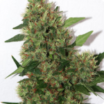 Blue Cheese Autoflowering by Dinafem on Cannapedia strain database