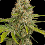 Cannapedia: weed strain OG Kush by Dinafem seedbank