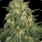 Cannapedia: odrůda konopí Allkush od seedbanky Paradise Seeds