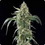 Legendery White Widow strong buds on Cannpedia