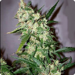 Bangi Haze by ACE Seeds and much more marijuana strains on Cannapedia.cz