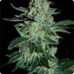 Pyramid Seeds presents Tutankhamon Auto cannabis strain search for more on Cannapedia.cz