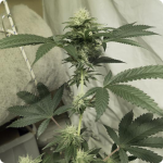 Biggest strain database Cannapedia.cz presents 818 Headband aka Sour OG by The Cali Connection 