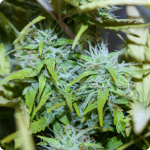 Afghan Kush Ryder by World of Seeds is great marijuana strain, check more on Cannapedia.cz