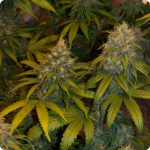 Samonakvétací skunk Super Skunk Auto od Sensi Seeds na Cannapedia.cz