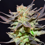 Cannapedia.cz: Auto Lavender by CBD Seeds seedbank and more marijuana strains in database