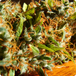 Beautiful strong buds of Cali Orange Bud search more on Cannapedia.cz/en