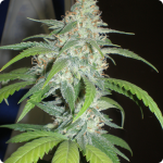 Check this beatiful strain Amazing Haze by Homegrown Fantaseeds and more on Cannapedia.cz