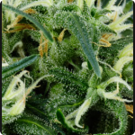 Arjan’s Ultra Haze by Green House Seeds and much more on Cannapedia