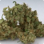 Jack Herer - legend of the stoned world - now by Green House Seeds on Cannapedia.cz