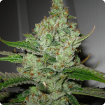 Super Lemon Haze by Green House Seeds on Cannapedia.cz