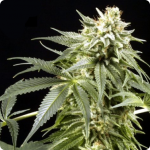 Cannapedia.cz cannabis strain database: White Rhino by Green House Seeds