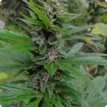 Aced Erdpurt by Seedbook on Cannapedia marijuana strain database
